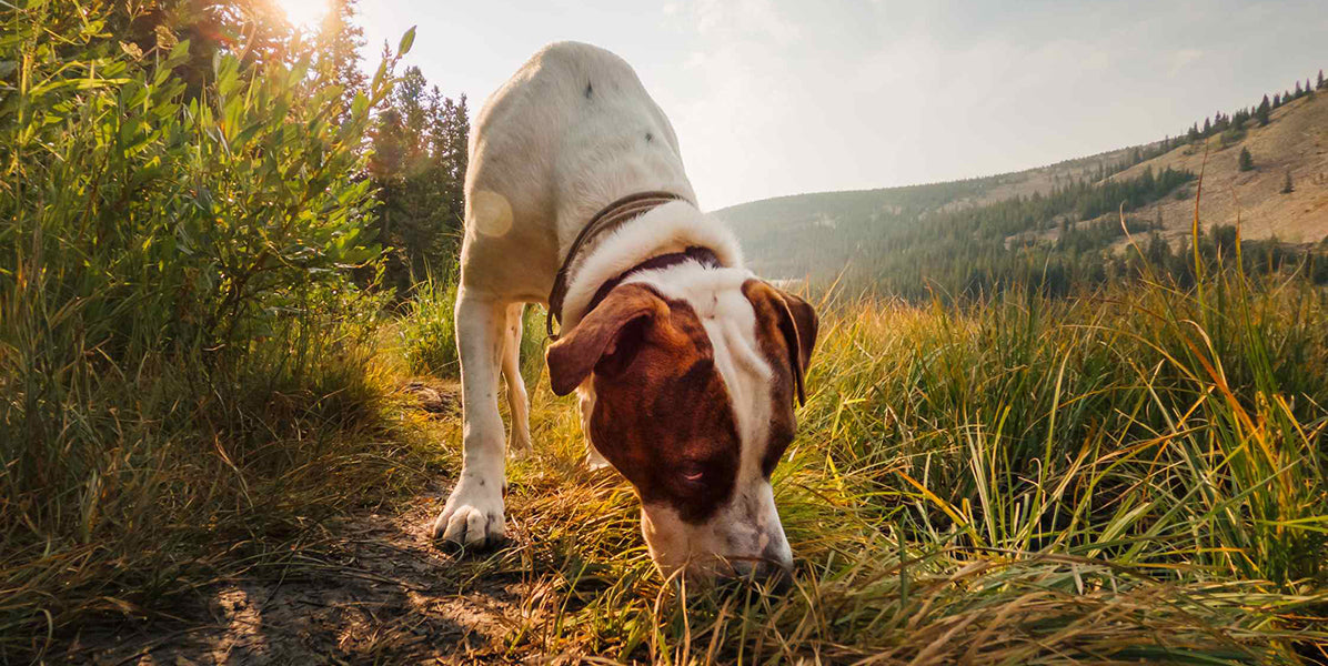 Why Do Dogs Sniff Everything by PetWell