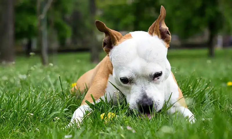 Do Dogs Eat Grass Due To Performance Anxiety photo