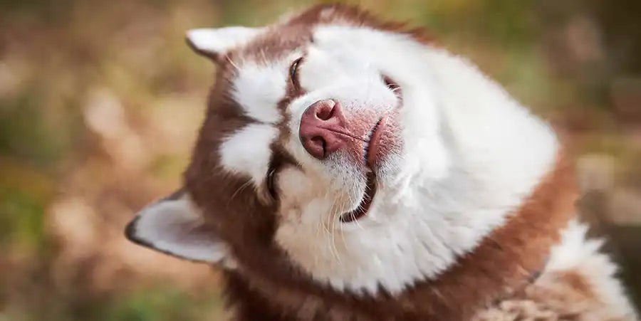 A Husky dog with his head tilted anda smiling