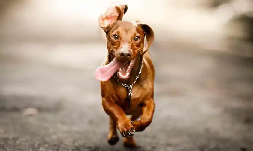 Why Off-Leash Time Is Good for Dogs by PetWell