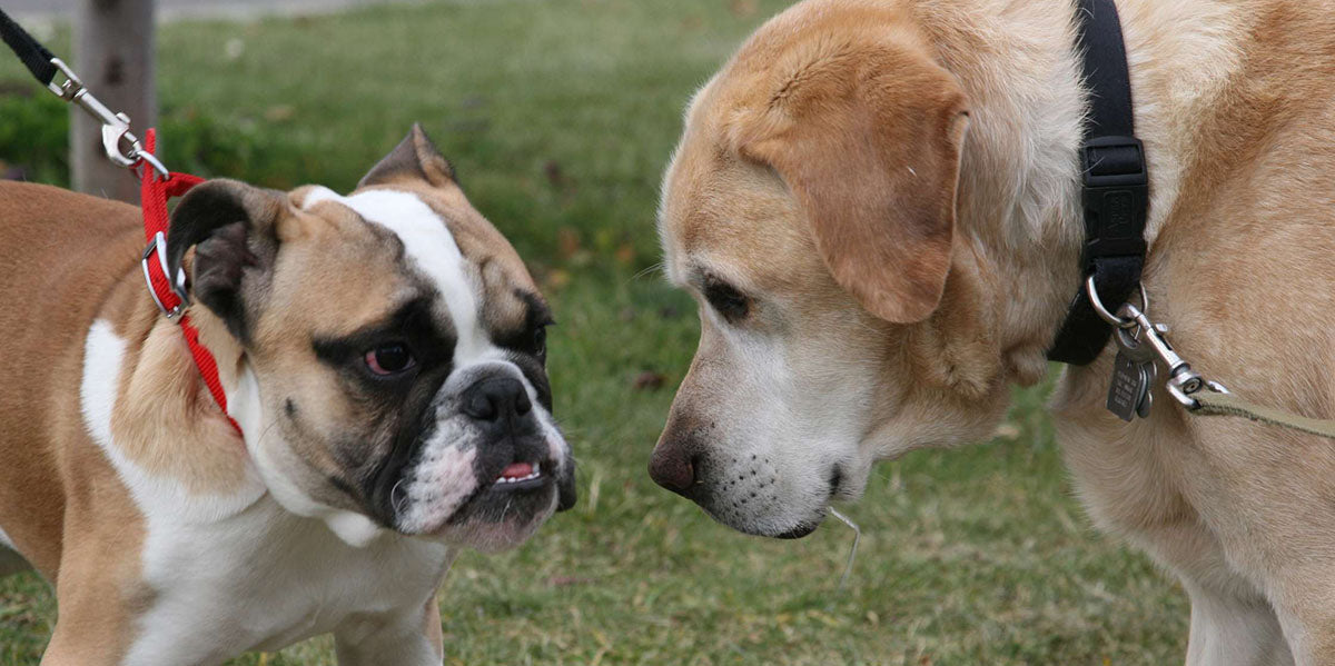 Why You Shouldn't Allow Your Dog to Approach Other Dogs