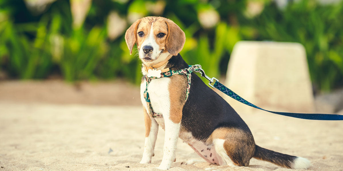 beagle-dog-on-lead_PetWell