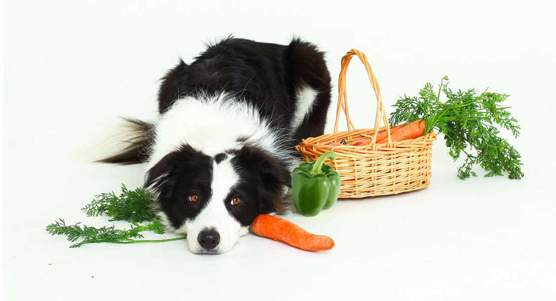 The Benefits of Vegetables in Your Dog’s Diet by PetWell