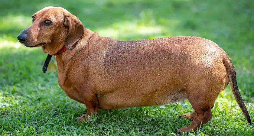 fat dog - Weight Management in Dogs Made Easy by PetWell