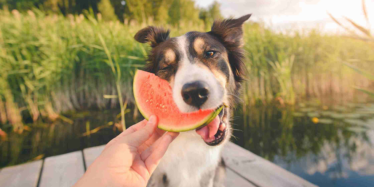 petwell - Can dogs eating watermelon