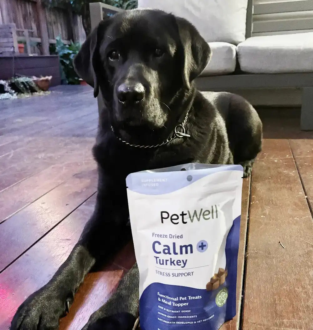 Alfie, a black labrador on a deck with PetWell Calm+Turkey functional treats