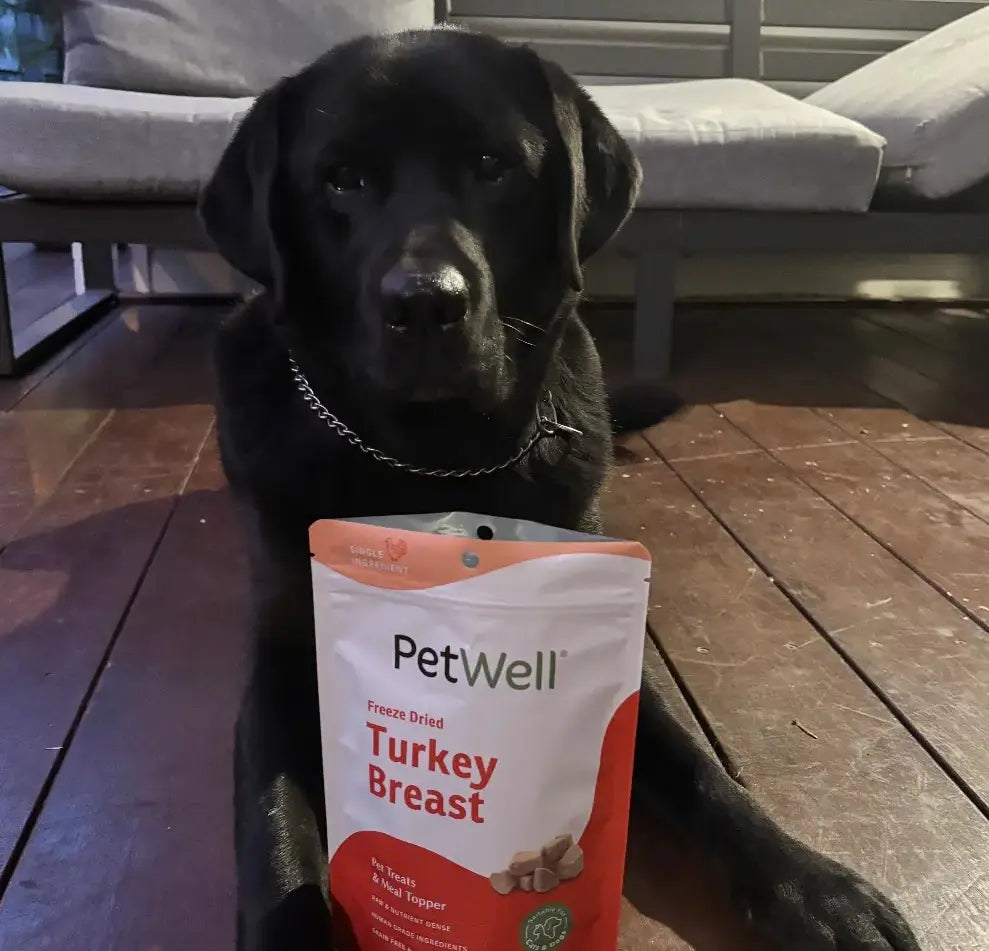 Alfie, a black labrador on a deck with PetWell Turkey Breast treats