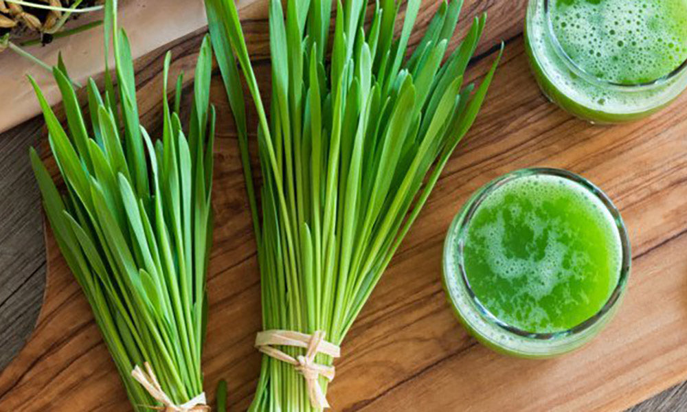 Fresh Barley Grass bunches and drink