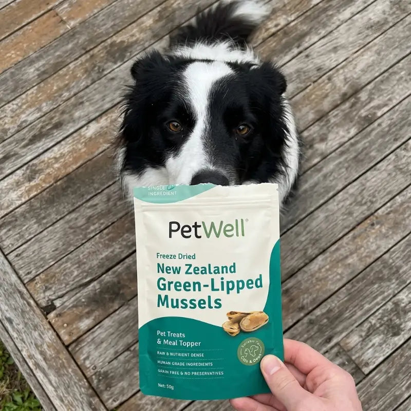Dog holding a package of PetWell New Zealand Green-Lipped Mussels on a wooden deck.