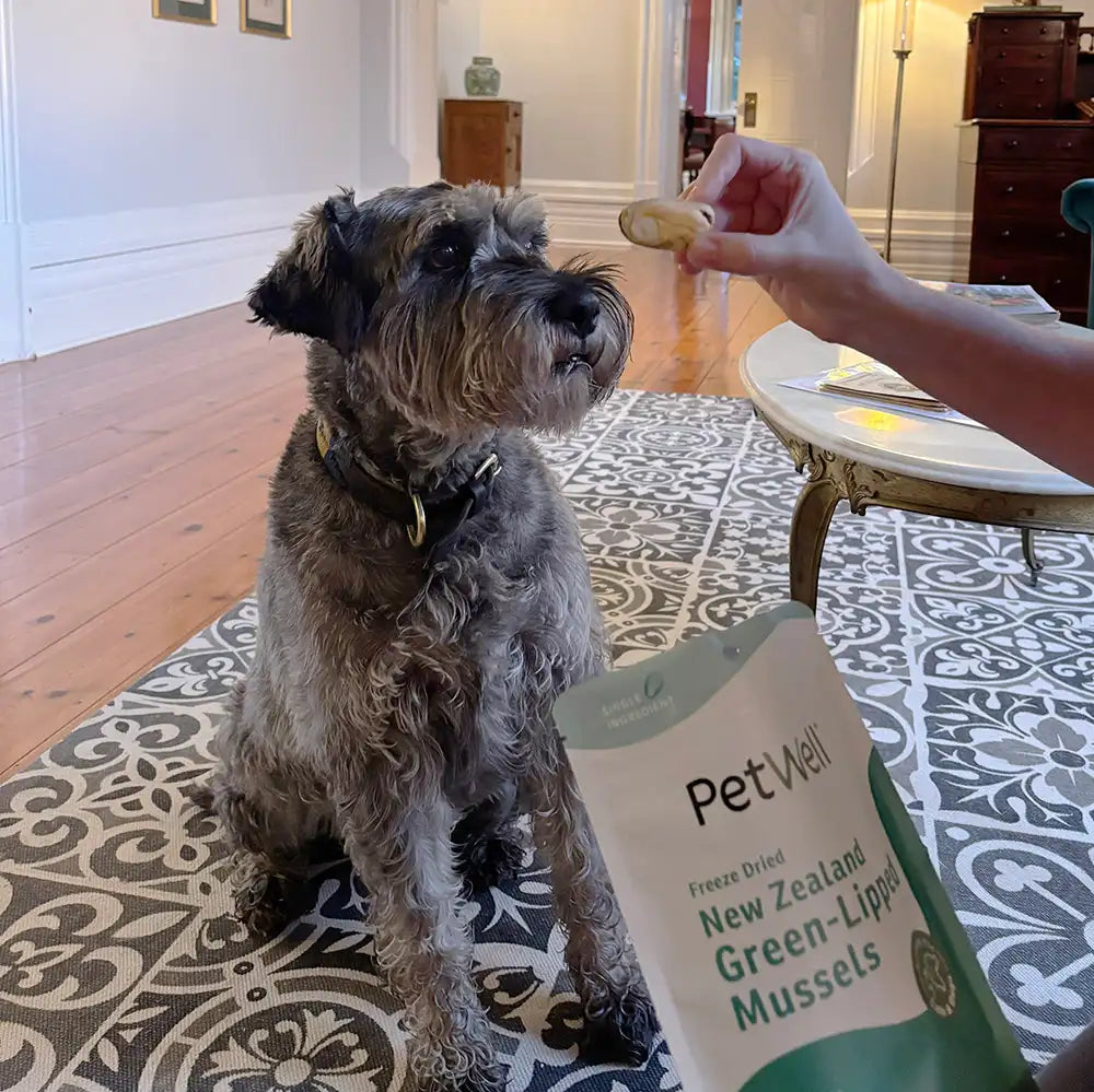 A mid size schnauzer sitting on a rug in a hallway looking at a PetWell freeze dried green-lipped mussel held up from a pack.
