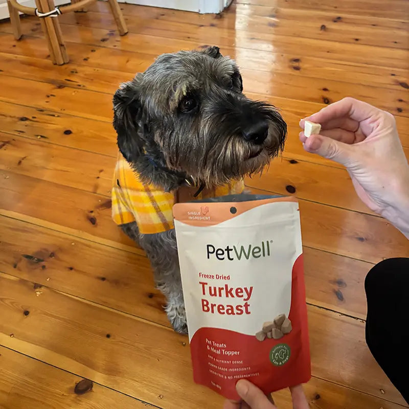 A mid size schnauzer sitting on floorboards waiting for a diced piece of PetWell Freeze dried Turkey Breast