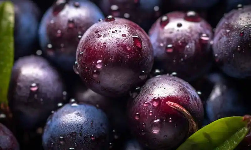 Close up of fresh acai berries