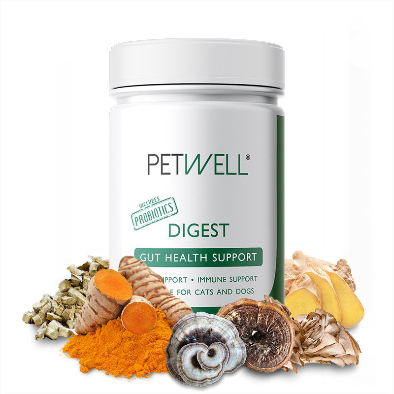 DIGEST-supplement-for-cats-and-dogs-with-gut-issues-Formulated-by-a-Pet-Naturopath-using-all-natural-human-grade-ingredients