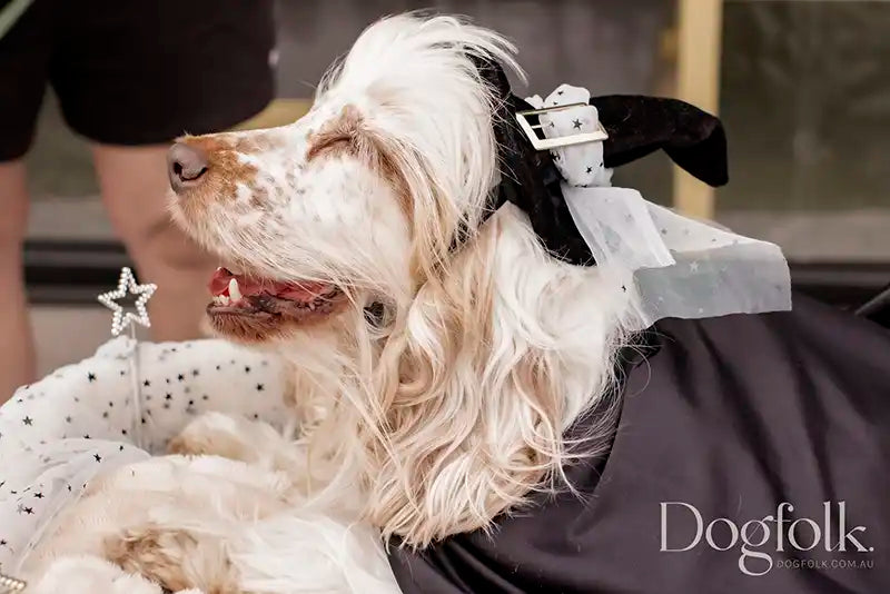 Winner of the best dressed dog at the Walk for PetWellness 2025