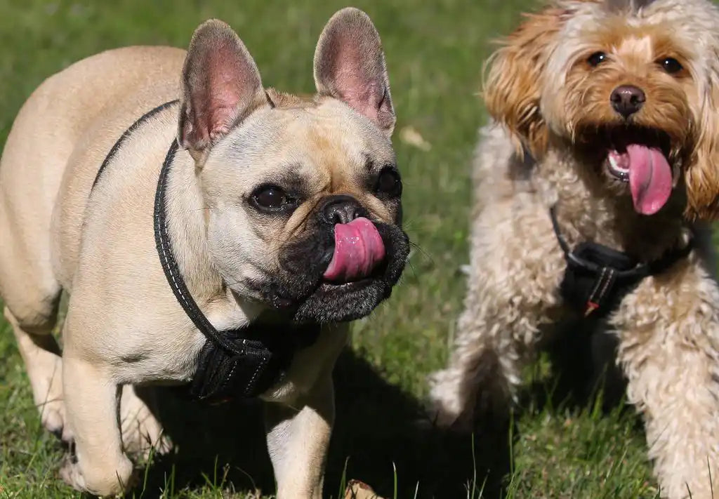 Are dogs safe in appartments PetWell