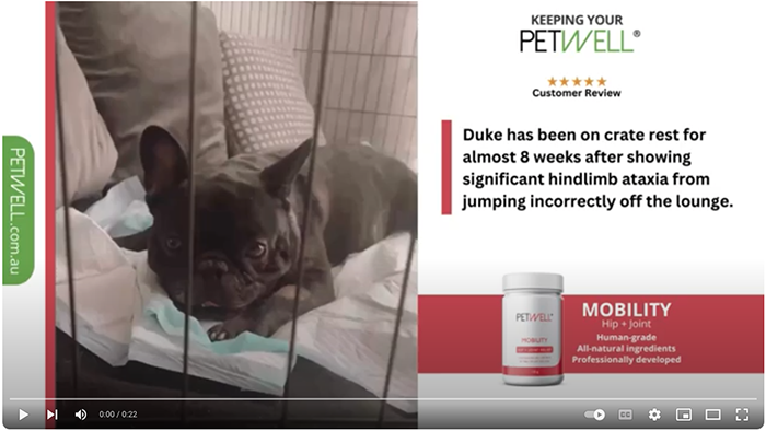 PetWell Mobility review from Duke the Frenchie