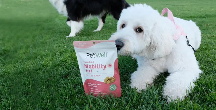 White oodle dog sniffing a PetWell Mobility + Beef Functional treat pack