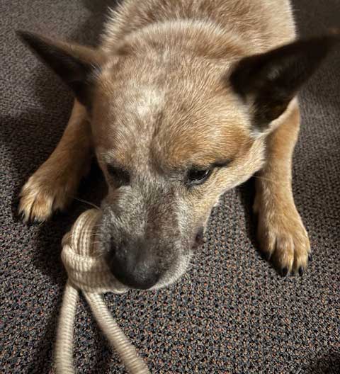 Phoenix, a red heeler dog playing with a PetWell hemp rope toy