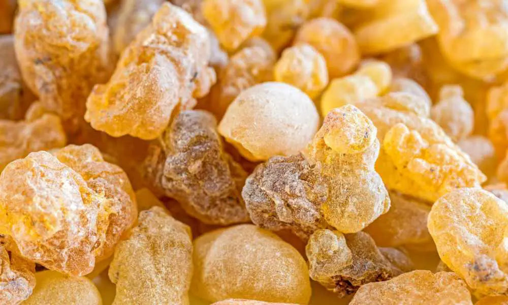 Close up of Boswellia for dogs and cats