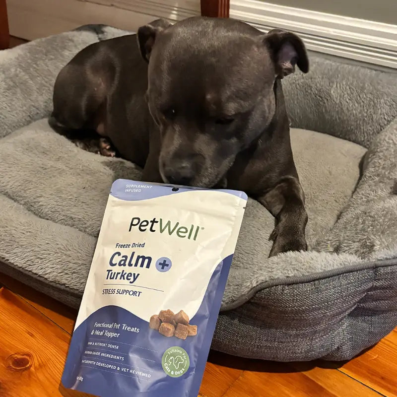 A dark grey Staffy siting relaxed on a dog bed with a pack of PetWell Calm+Turkey functional treats