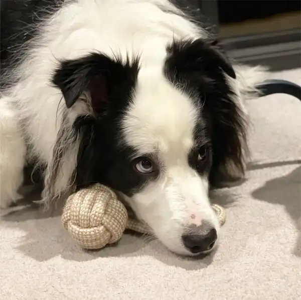 Natural Hemp Dog Toy Ball with Loop with Archie the order Collie