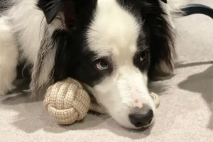 Natural Hemp Dog Toy Ball with Loop with Archie the order Collie