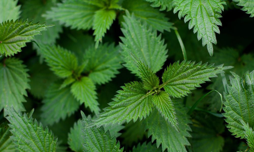 closeup of fresh green nettle leaves