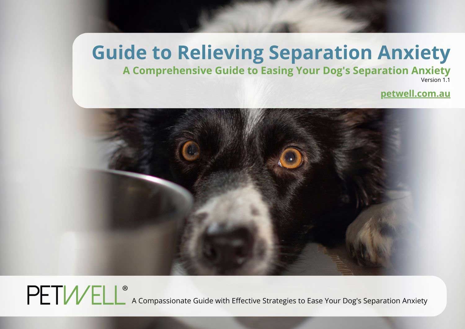 PetWell-A-Guide-to-Easing-Your-Dogs-Anxiety-CALM