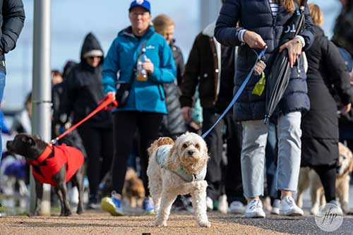 PetWell-Walk-for-Petwellness-white-dog