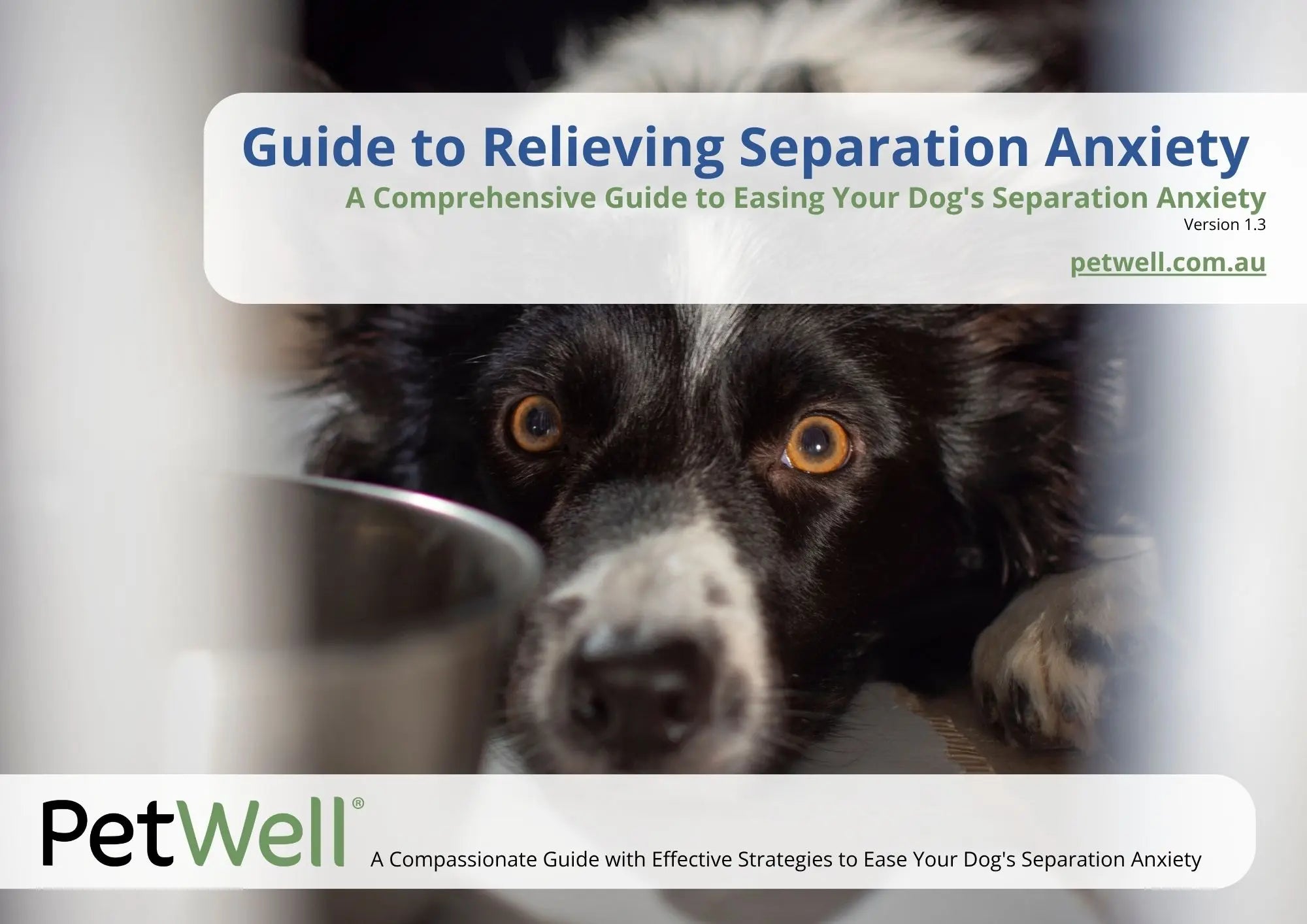 Dog with separation anxiety looking through bars, with 'PetWell' guide overlay.
