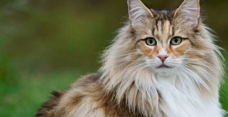 Long haired cat looking at the camera