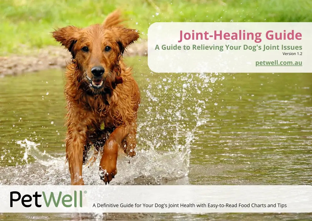 Dog running through water with a 'Joint-Healing Guide' overlay