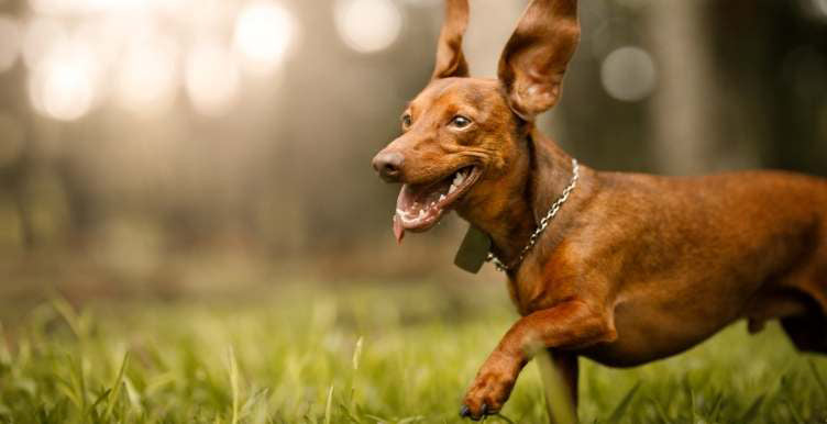 Dog running in the park with ears flapping in the air