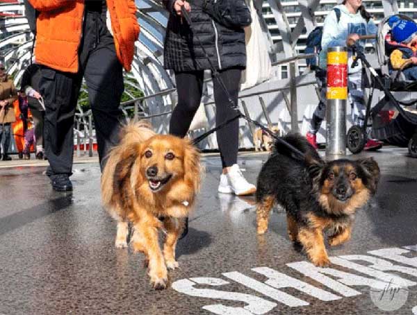 two small dogs on leads walking over a bridge