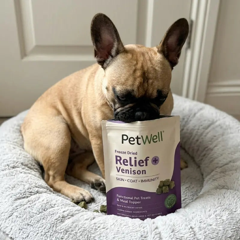 Dog sitting on a bed with a PetWell Freeze Dried Relief Venison treat package.