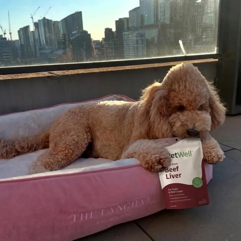 A Groodle with a mohawk lying on a pink dog bed on a hotel terrace with PetWell Beef Liver treat pack and city skyline in the background