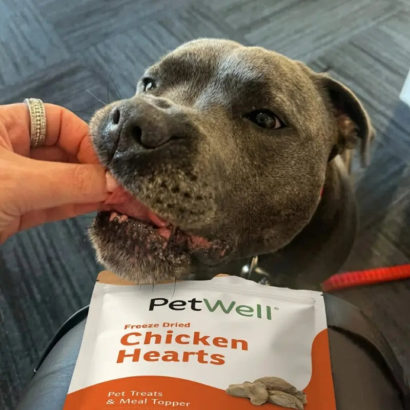 Dog being fed a treat from a 'PetWell' package with a person's hand holding the package.