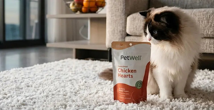 Ragdoll cat with PetWell Freeze dried Chicken Hearts sitting on a white shag pile rug in a light filled apartment