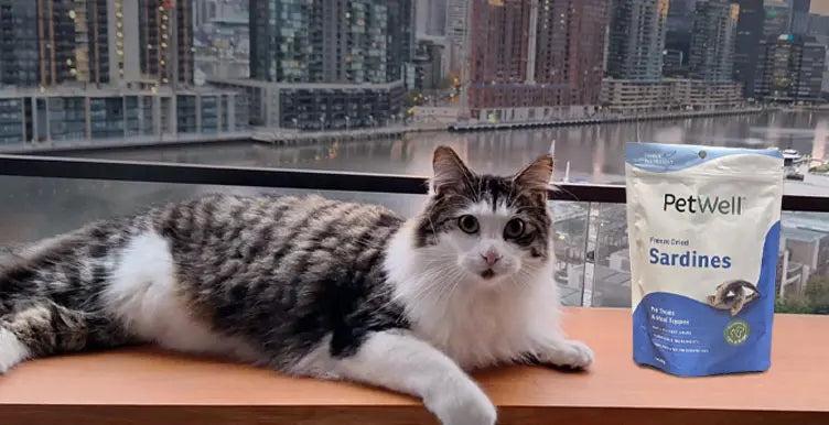 Black and white cat lying on a window sill with PetWell Sardine freeze dreid treats