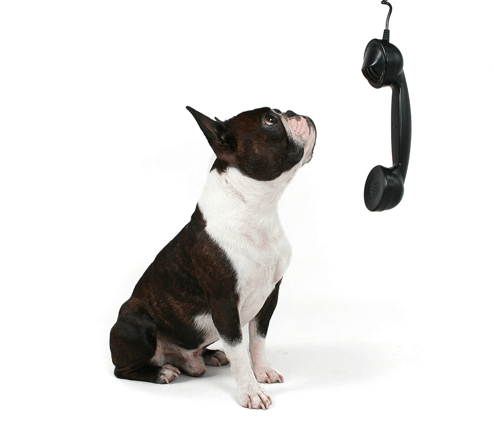 Boston terrier looking at a phone receiver hanging from above