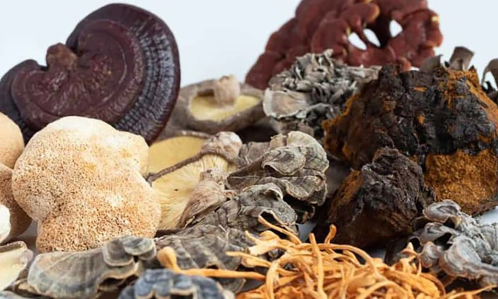 Fresh medicinal mushroom varieties