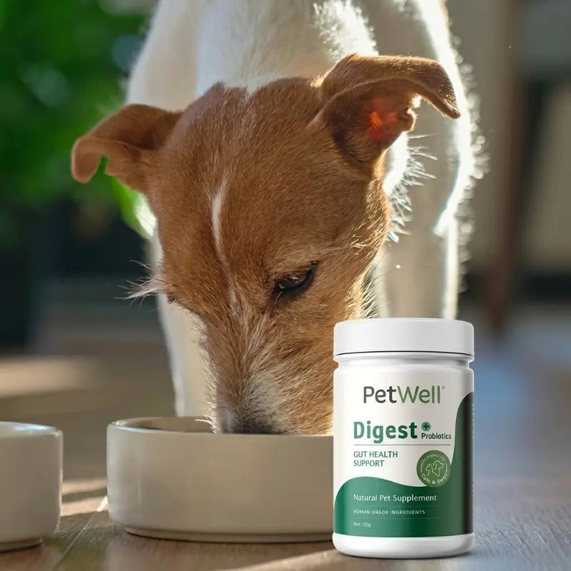 Scruffy white and tan dog eating from a food bowl with PetWell Digest supplement jar in the foreground