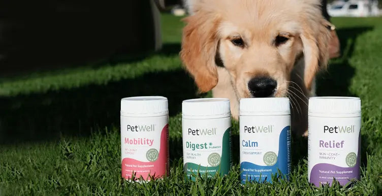 Golden Retriever puppy sniffing PetWell supplement canisters